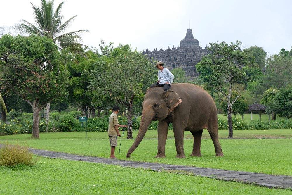 Borobudur, Gajah