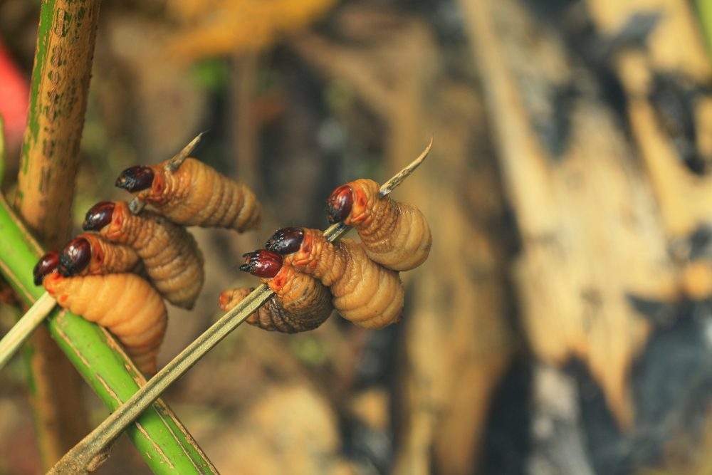 Sate ulat sagu