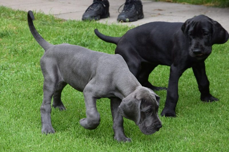 Great Dane