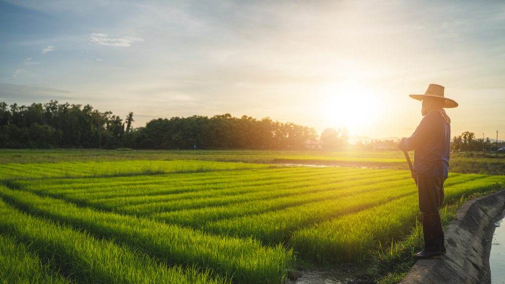 Ilustrasi petani di sawah