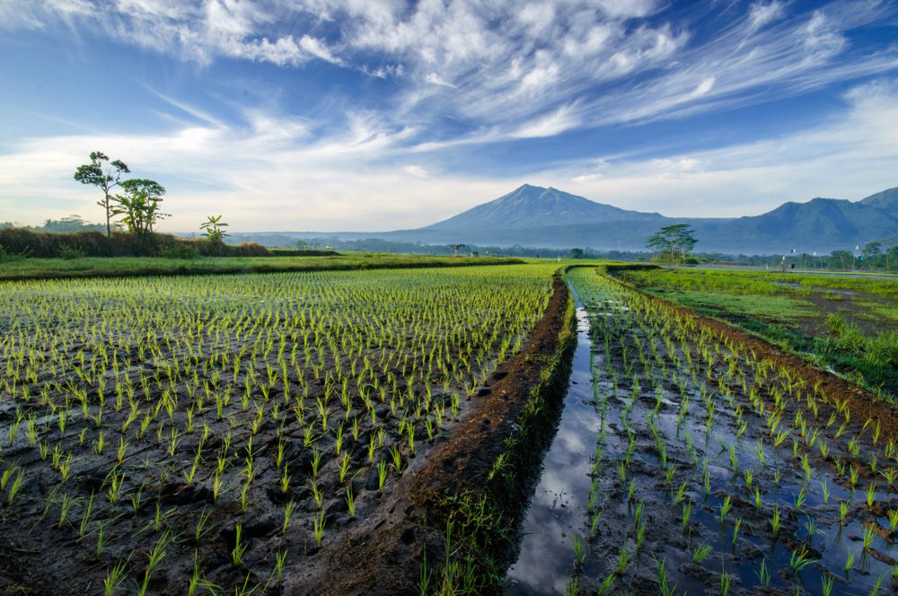 Ilustrasi persawahan di Salatiga