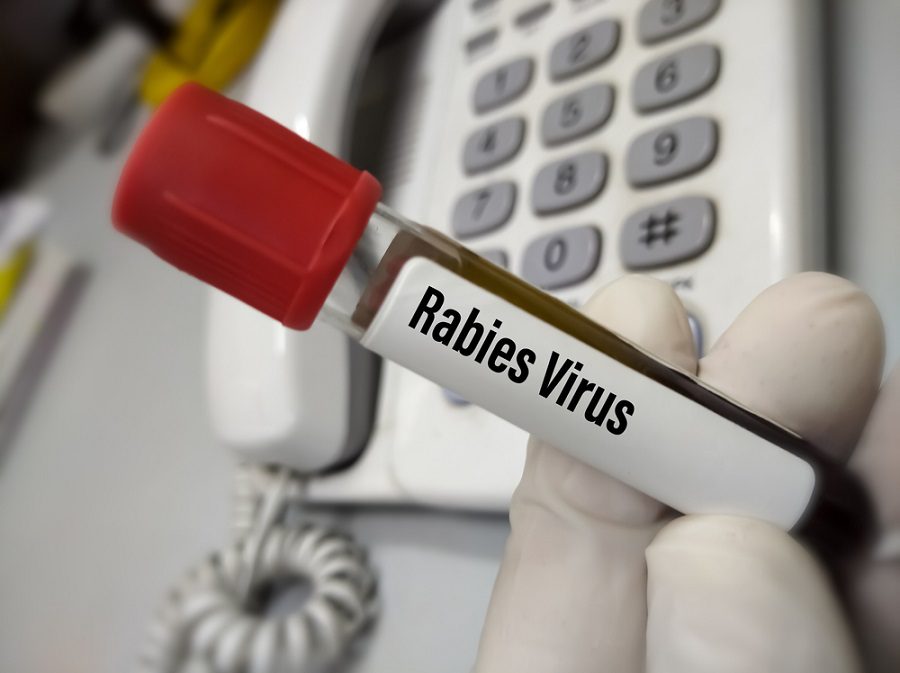Penyakit Rabies