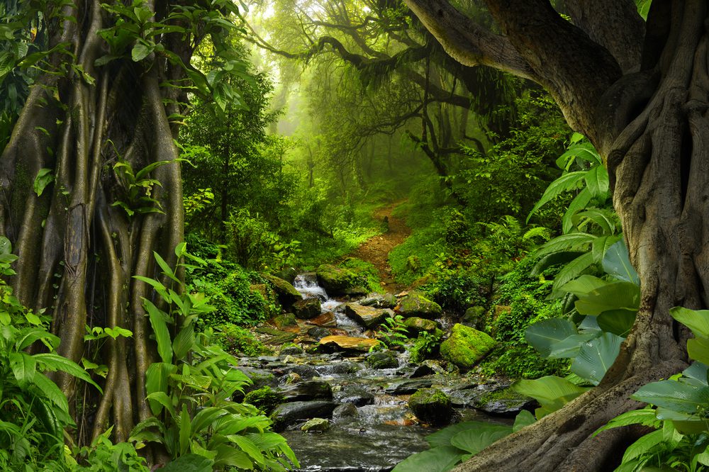 Tips Bertahan di Hutan