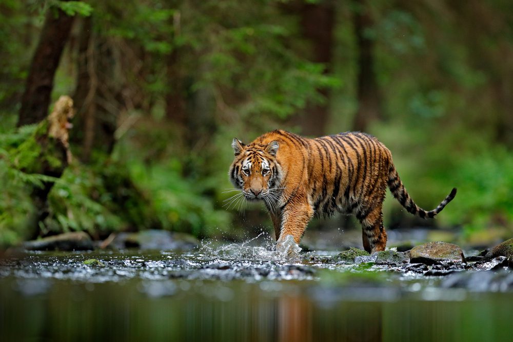 Tips Bertahan di Hutan
